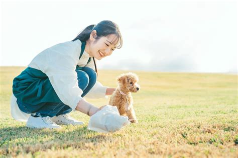 犬のうんちをチェックしよう！便秘や下痢対策についても解説 ペットノコエ