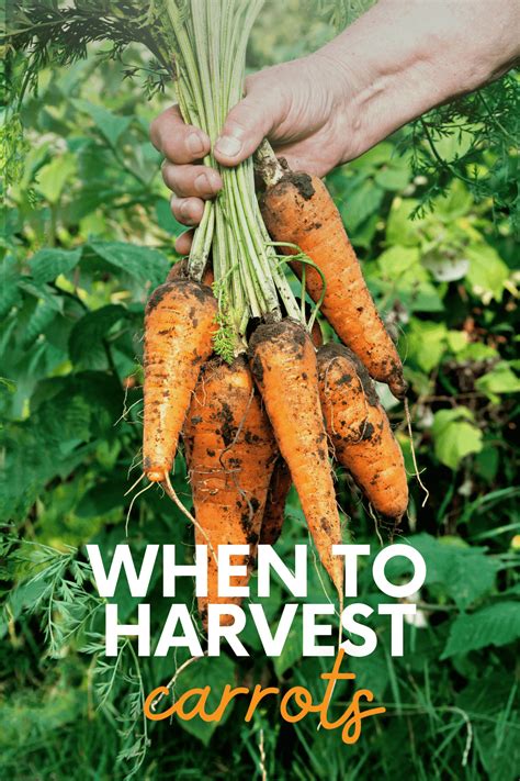 When To Harvest Carrots Growfully