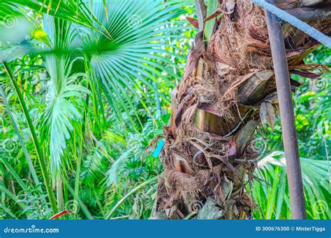 Texture And Detail Of Palm Tree Bark In A Park The Trunk Of A Palm