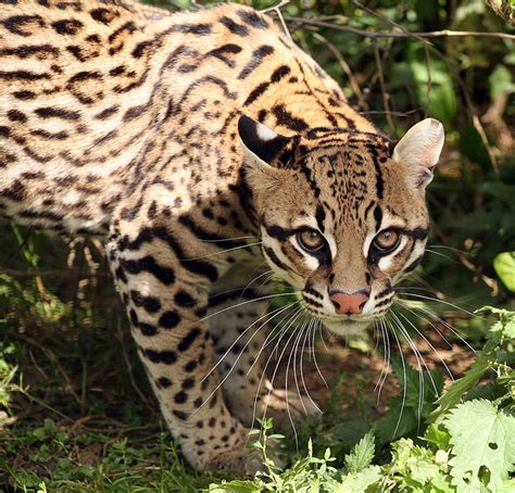 Ocelote Desconocido Felino en Peligro de Extinción Fotos del Ocelote