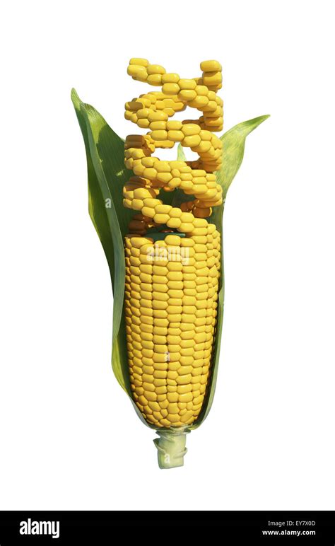 Gmo Corn