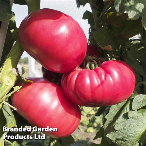 Tomato Buffalopink Grafted The Veggie Gardener