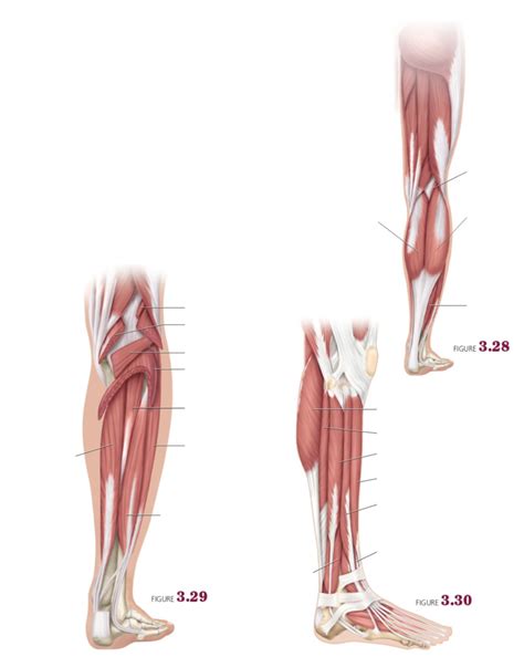 Lab Skeletal Muscles Acting On The Lower Leg Posterior Diagram