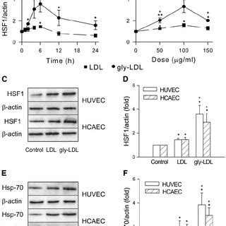 Effect Of Glycated LDL Gly LDL On The Expression Of HSF1 And HSp 70