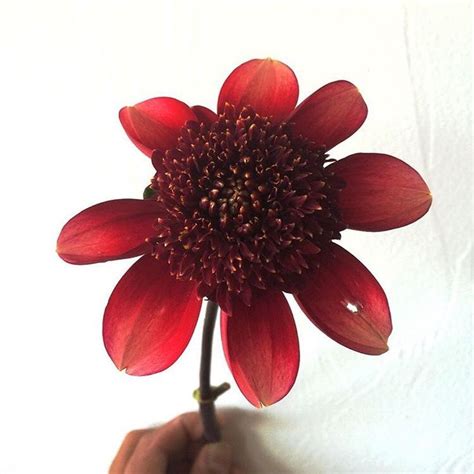 Dahlia Hot Cakes Dahlia Allotment Cake