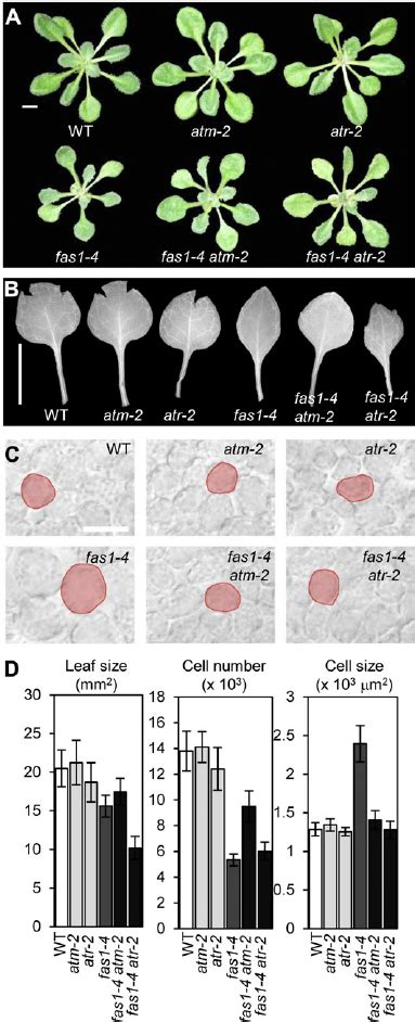 Leaf Size Cell Number And Cell Size Of Fas1 4 Atm 2 And Fas1 4 Atr 2