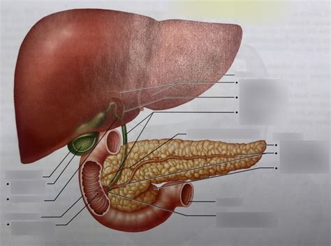 Liver Gallbladder Duodenum And Pancreas Scientifically Accurate Images