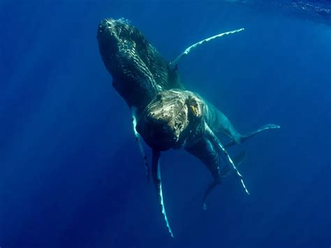 First Humpback Whales Ever Captured On Camera Having Sex Turn Out To Both Be Male The Mirror