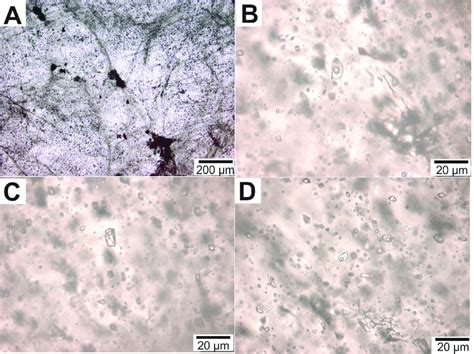 Photomicrographs Showing Types And Distribution Of The Fluid