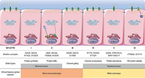 Frontiers Cftr Modulators The Changing Face Of Cystic Fibrosis In