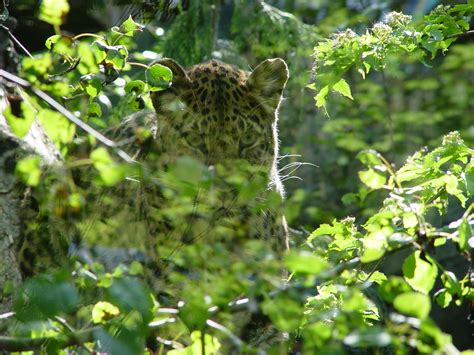 Images Gratuites Arbre La Nature Branche Feuille Fleur Animal