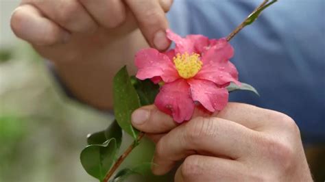 Características de la Camelia Sasanqua una variedad de floración