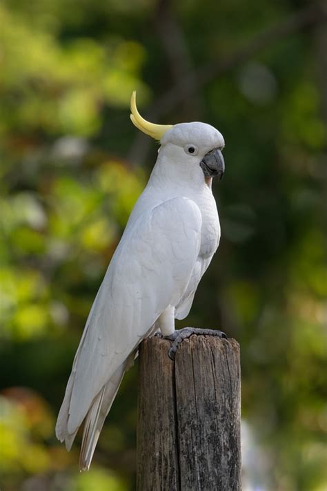 Cockatoo Sulphur Crested Free Photo On Pixabay