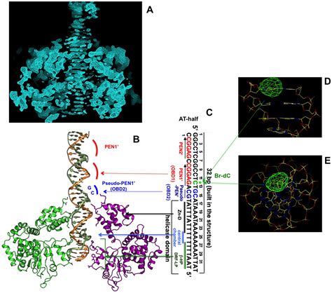 Figures And Data In The Structure Of SV40 Large T Hexameric Helicase In