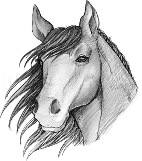 How To Sketch A Horse By Dawn Horse Drawings Horse