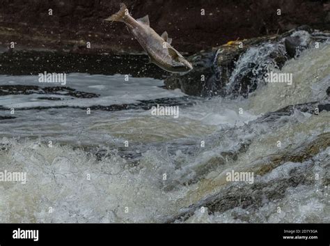 Atlantic Salmon Salmo Salar Migrating Up The River Almond Perth