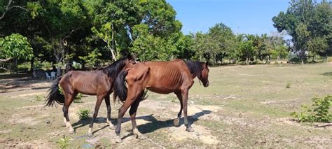 AM seis cavalos são resgatados em situação de maus tratos em Rio Preto