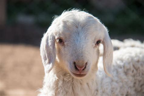Cute Lambs Stock Image Image Of Livestock Mouth Pets 43907921