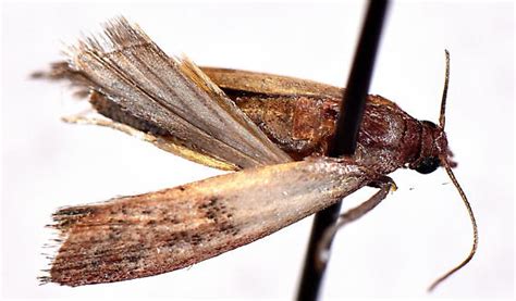 Ephestia Kuehniella Plodia Interpunctella Bugguide Net