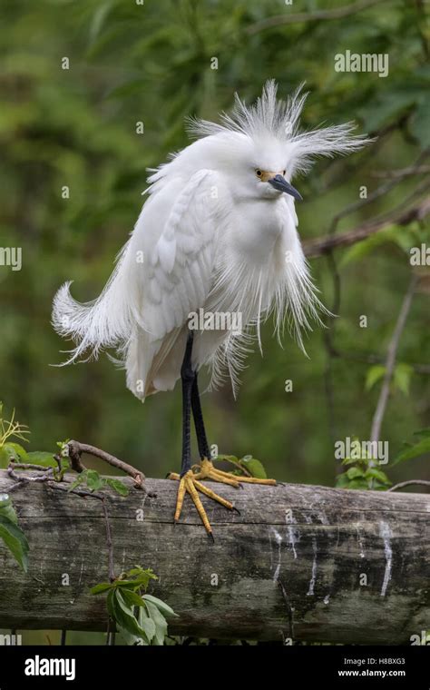 Snowy Egret displaying Stock Photo - Alamy