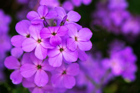 Violet Flower Pansy Violet Flower On The Earth 24736