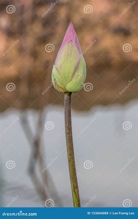 Single Pink Lotus Petal Floating At Pond Stock Photo Image Of Daytime