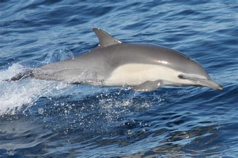 Short-Beaked Common Dolphin | NOAA Fisheries