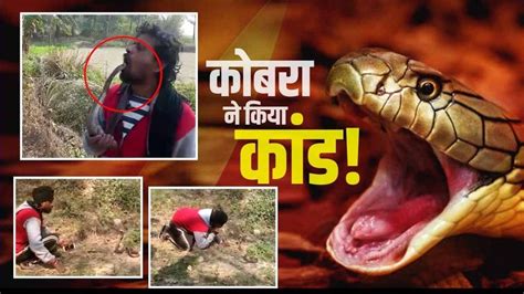 King Cobra के साथ खेलना पड़ा युवक को महंगा सांप को पकड़ दिखा रहा था करतब चली गई जान Viral