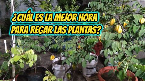 Descubre La Mejor Hora Para Regar Tus Plantas Y Mantenerlas Sanas Y Felices Herbie Seeds