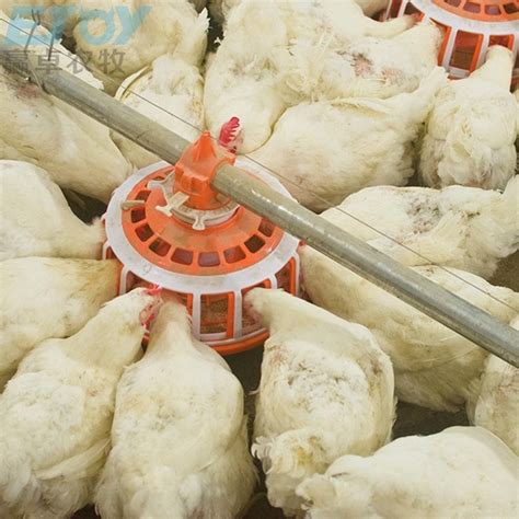 Automatic Poultry Farming Broiler Floor Raising Feeding Pan System For Chicken House China