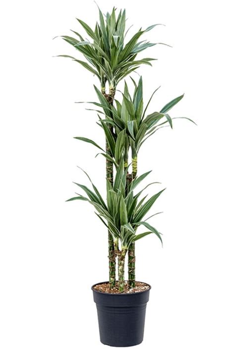 Dracaena Warneckei Drakenbloedboom Cm Kopen Planten Nl