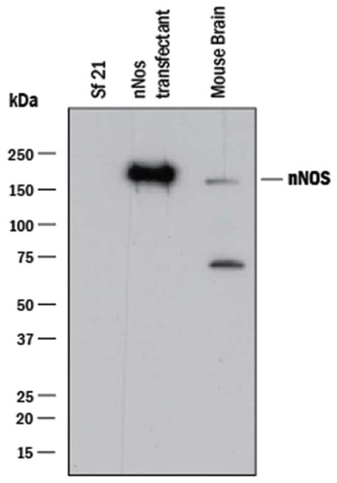 Humanmouse Nnos Antibody R D Systems 100μg Unlabeledantibodies