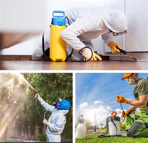 Pest Control Services Palm Beach Gardens Fl Affordable Pest Control