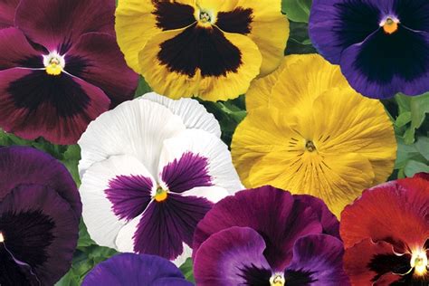 Viola X Wittrockiana Colossus Mix Pansy All Seasons Nursery