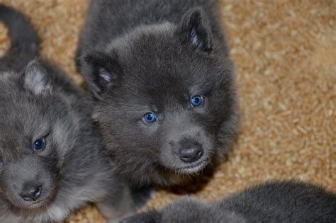 Blue Bay Shepherd Puppies - Have You Heard About The Lycan Shepherd ...