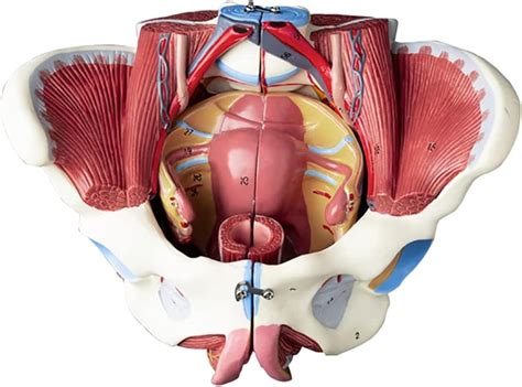 Weibliches Beckenmodell Mit Beckenbodenmuskulatur Perineummodell