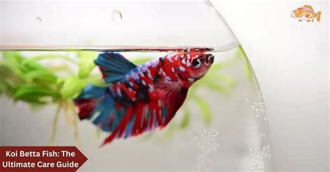 Koi Betta Fish The Ultimate Care Guide