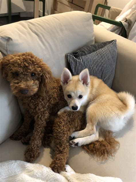 Our 6 months old pomsky, Myrtille, is obsessed with his poodle brother! : r/Pomsky