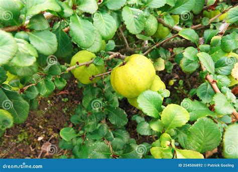 Chaenomeles Japonica Fruit Stock Photo Image Of Flowering Quince