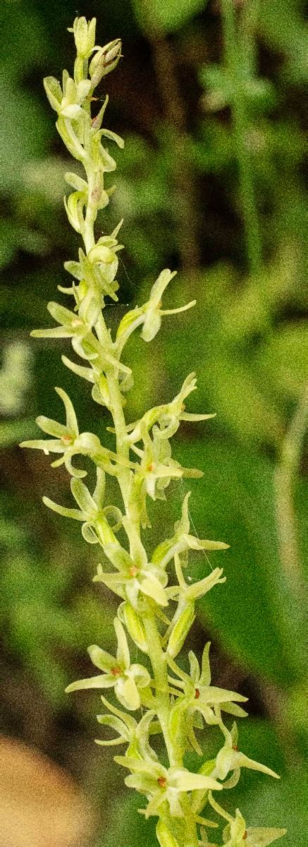 Piperia Unalascensis Calflora