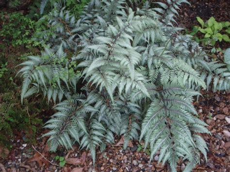 Athyrium Niponicum Pictum Deals Cheapest | ids-deutschland.de