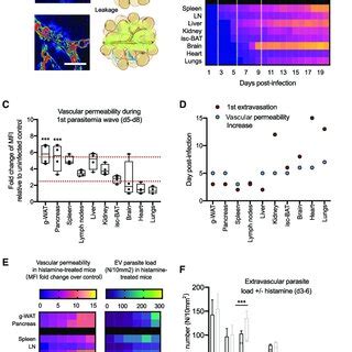 Changes In Organ Vascular Density During T Brucei Infection A