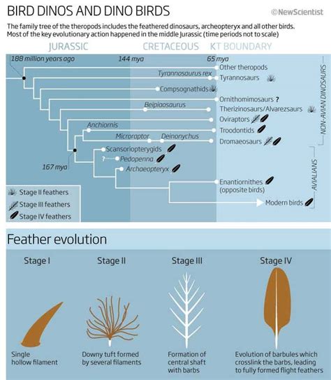 Living dinosaurs: Are we sure birds are dinos? | New Scientist