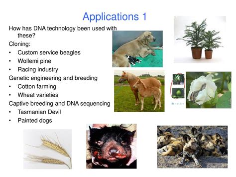 PPT - Applications of DNA technology PowerPoint Presentation, free ...