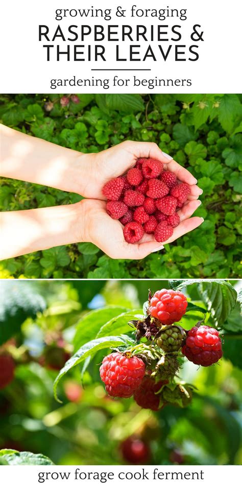 Growing And Foraging For Raspberries And Their Leaves Artofit