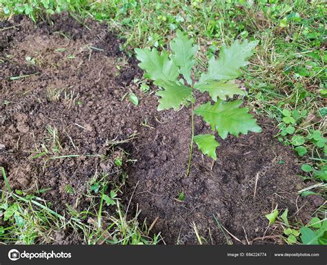 Planting Oak Tree Reforest Forest Small Oak Tree Planted Stock Photo by ...