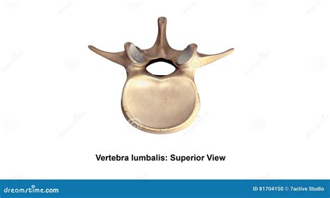 Vertebra Lumbalis Lateral View Royalty Free Stock Photography