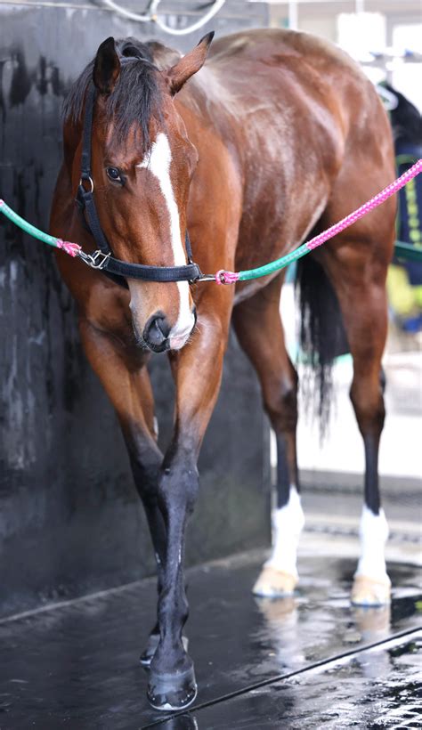 【注目馬動向】マイルcs8着のレシステンシアは阪急杯で始動へ スポーツ報知