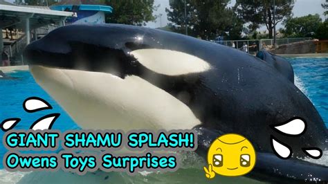 Seaworld San Diego Giant Shamu Splash Breakfast With Orcas Youtube