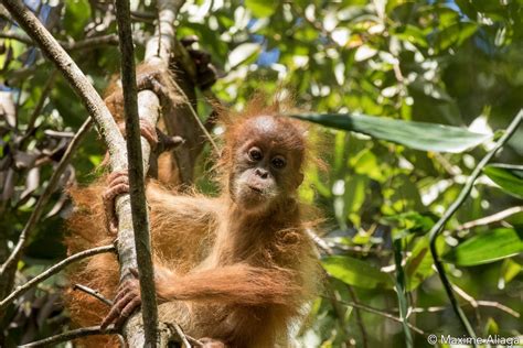 Indonesia races against time to save new orangutan species | Coconuts